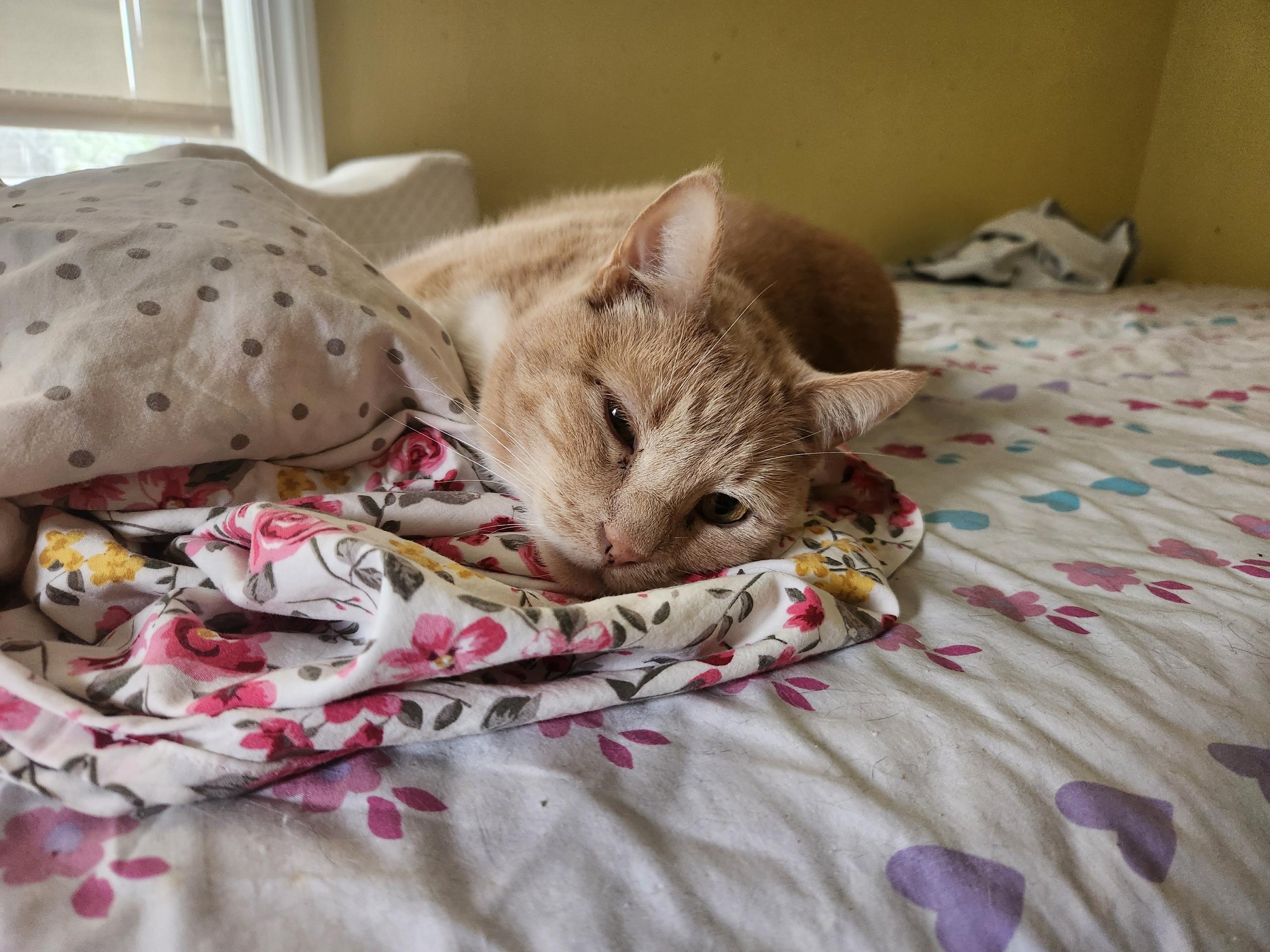 Enlarge Marshall, a ADOPTABLE Domestic Short Hair in Watchung, NJ image 1/2