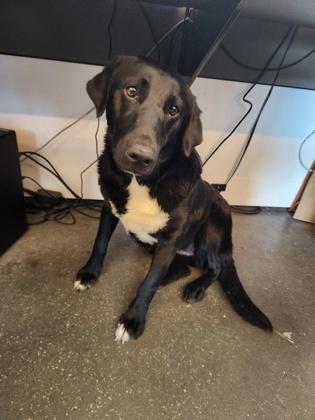 Enlarge Trix, a Adoptable mixed breed in New Orleans, LA image 3/3