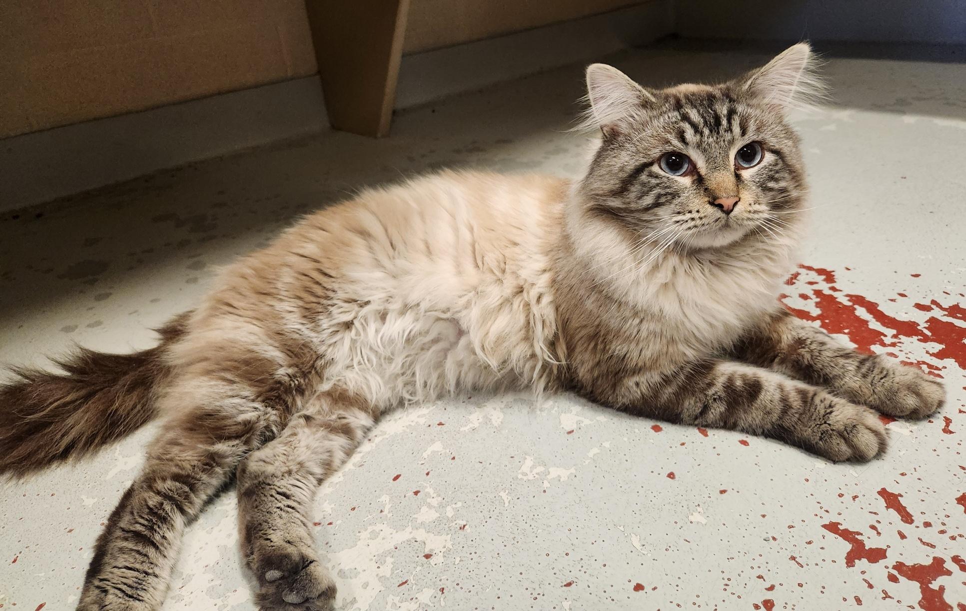 Golem, a Adoptable Domestic Long Hair in Mason City, IA image 3/3