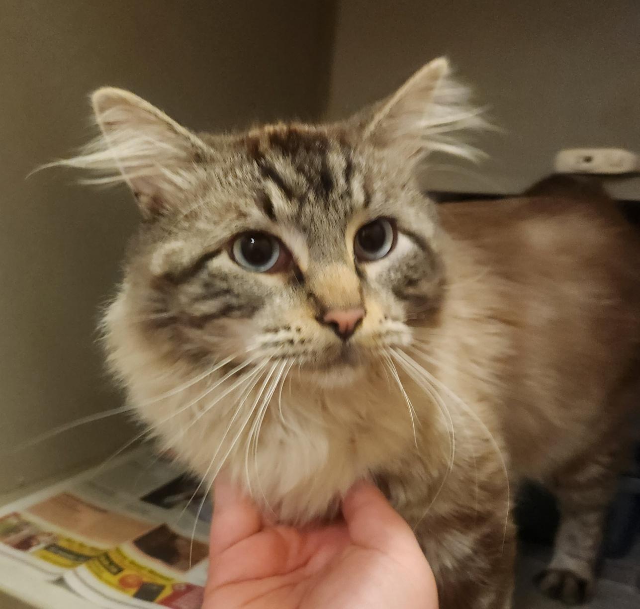 Golem, a Adoptable Domestic Long Hair in Mason City, IA image 2/3
