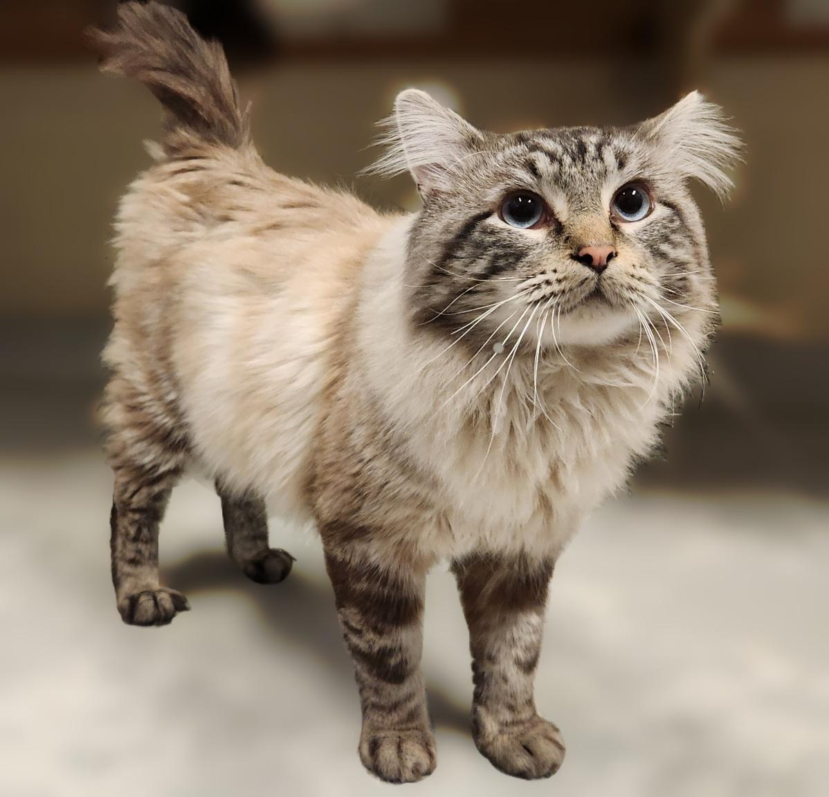 Golem, Adoptable, Adult Male Domestic Long Hair.