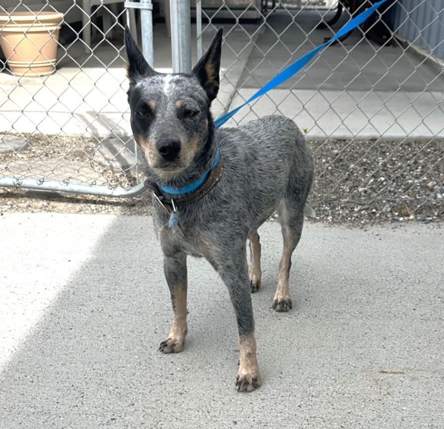 Enlarge 61665837, a ADOPTABLE Australian Cattle Dog / Blue Heeler in Elko, NV image 1/1