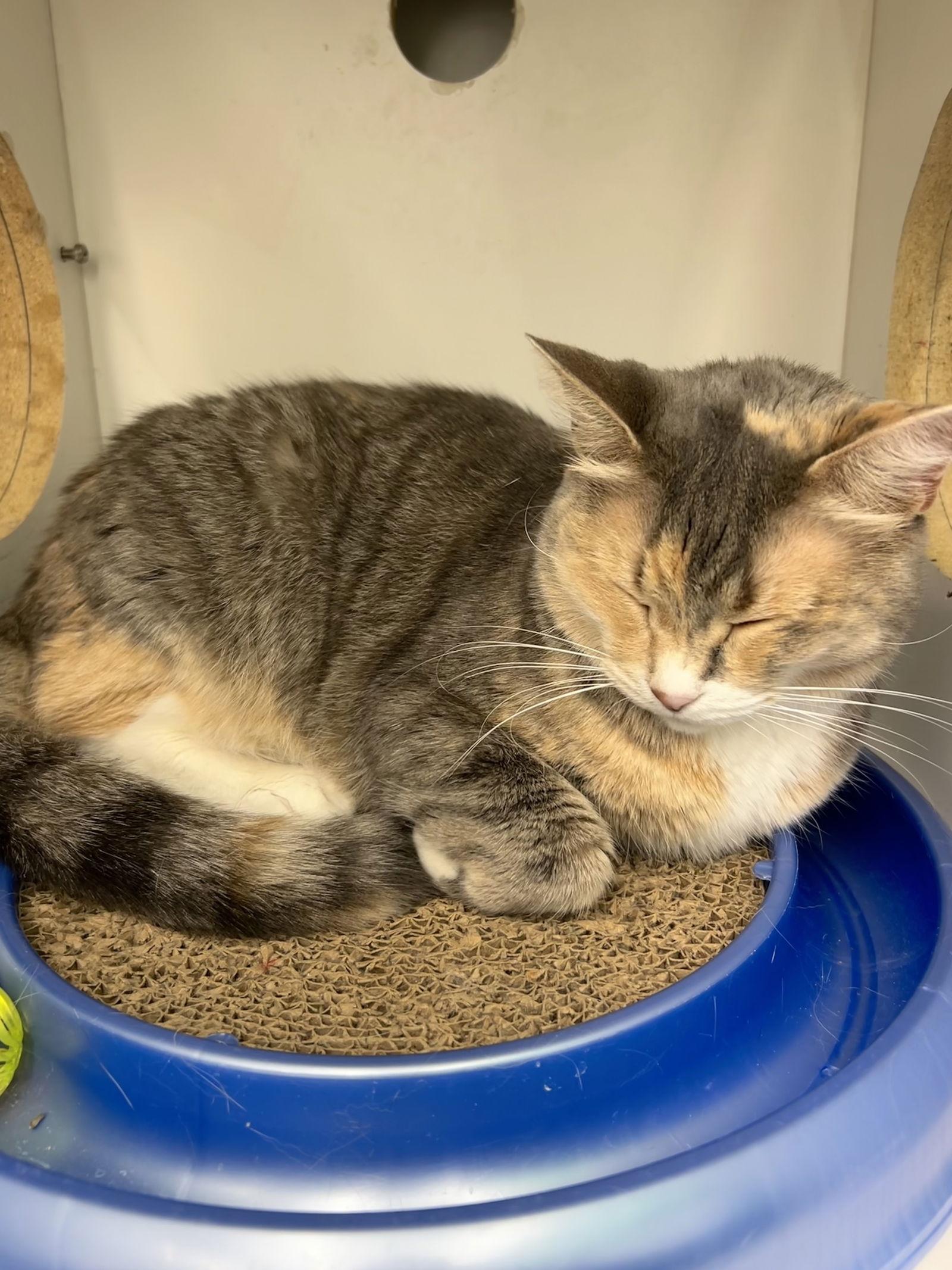 Daisy, a Adoptable Domestic Short Hair in Livonia, MI image 1/6