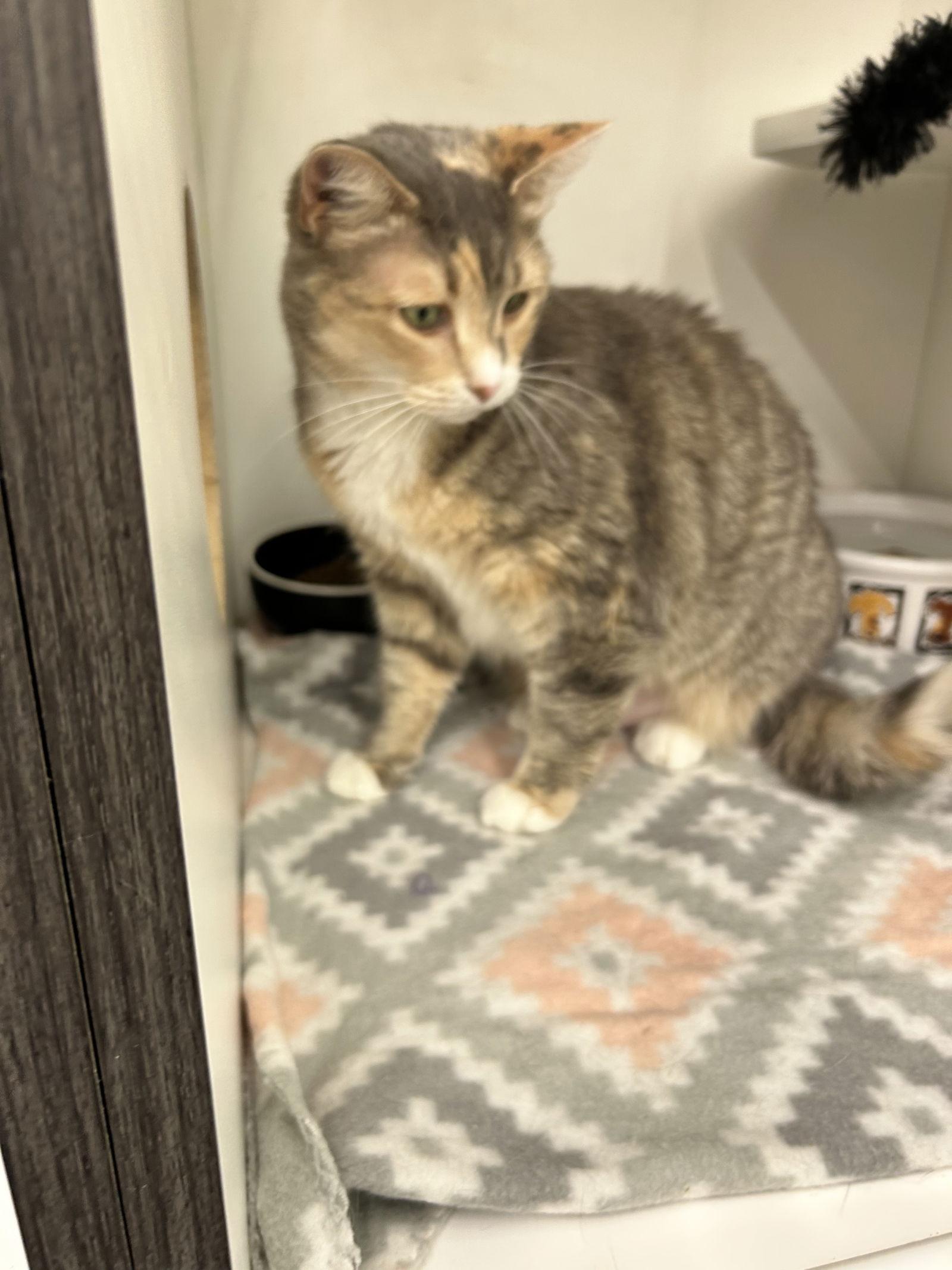 Daisy, a Adoptable Domestic Short Hair in Livonia, MI image 2/6