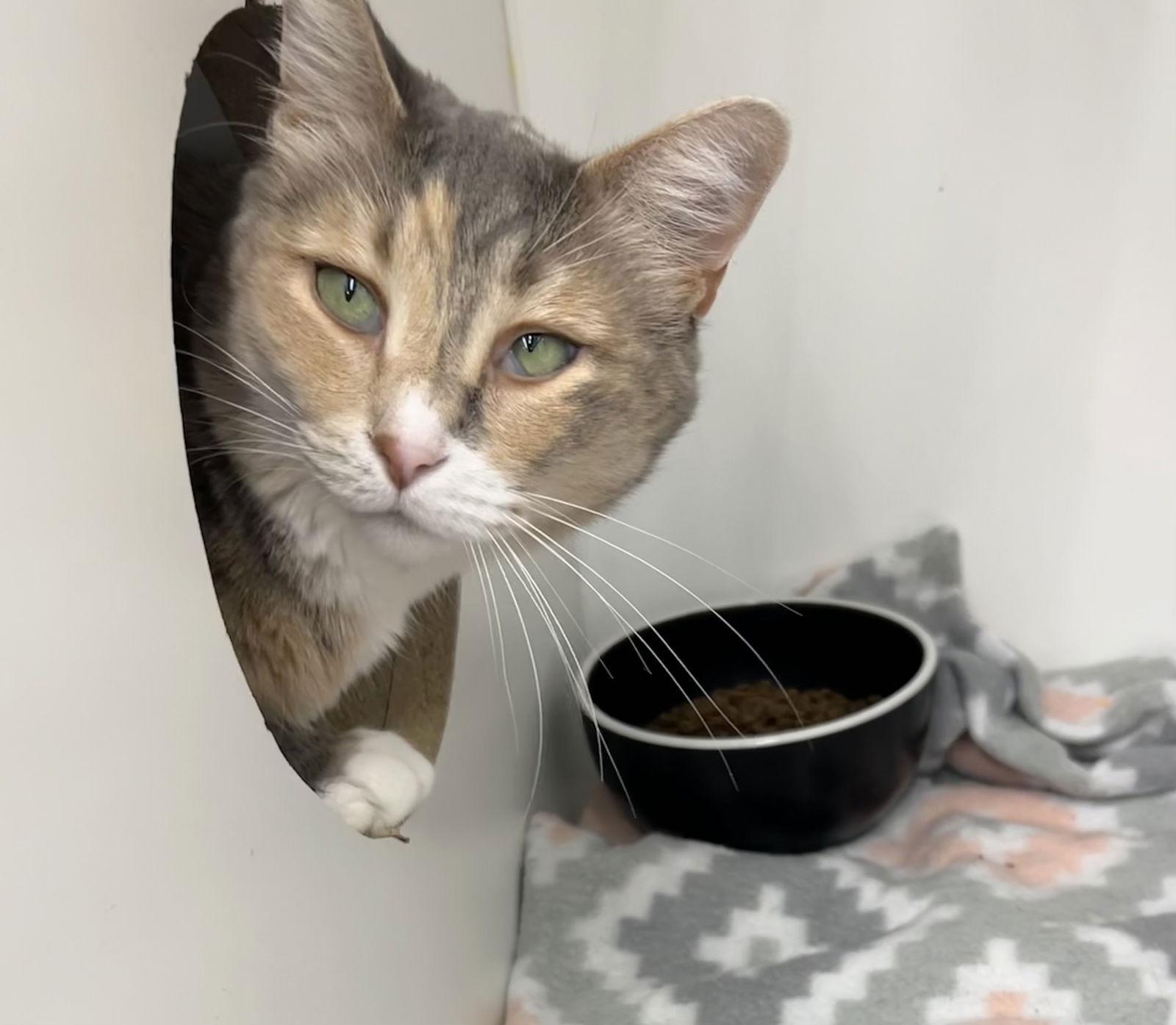 Daisy, a Adoptable Domestic Short Hair in Livonia, MI image 3/6