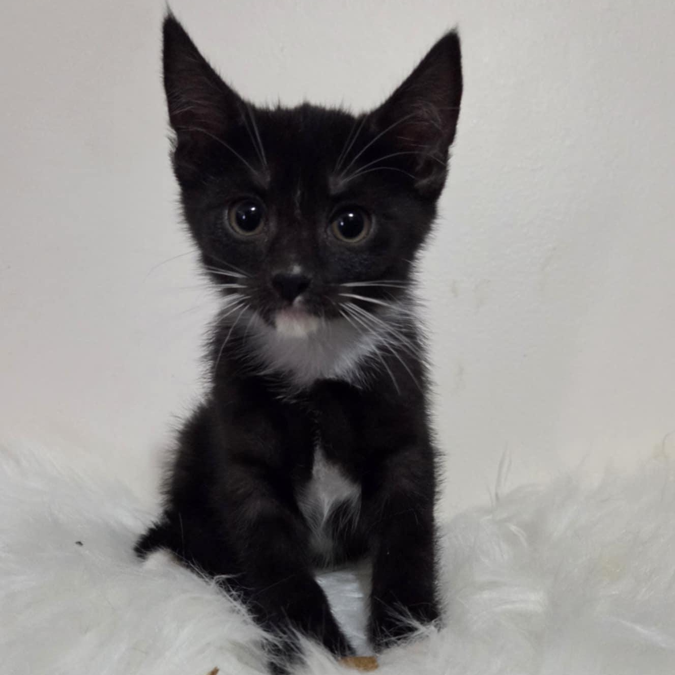 Pre-Adoption: Elspeth