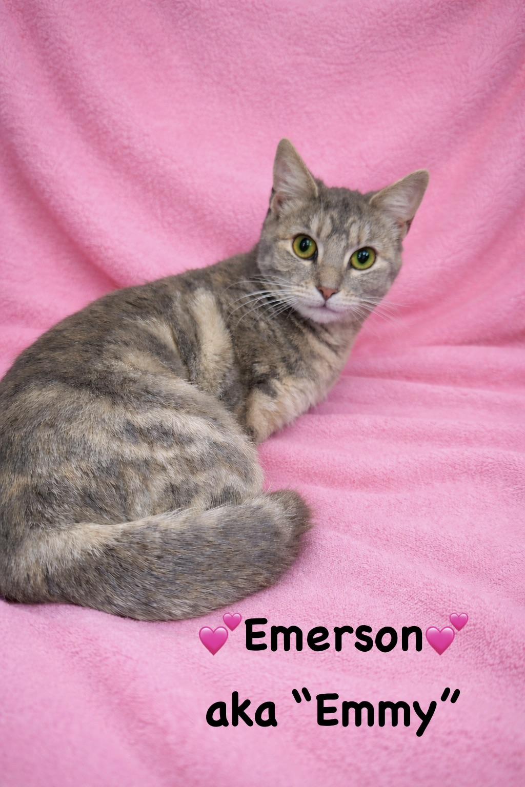 Emerson aka "Emmy", a ADOPTABLE Domestic Short Hair in Copley, OH image 2/2