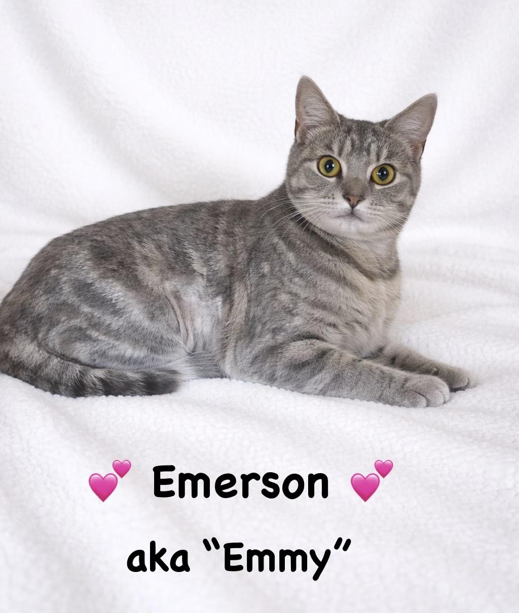 Emerson aka "Emmy", ADOPTABLE, Young Female Domestic Short Hair.