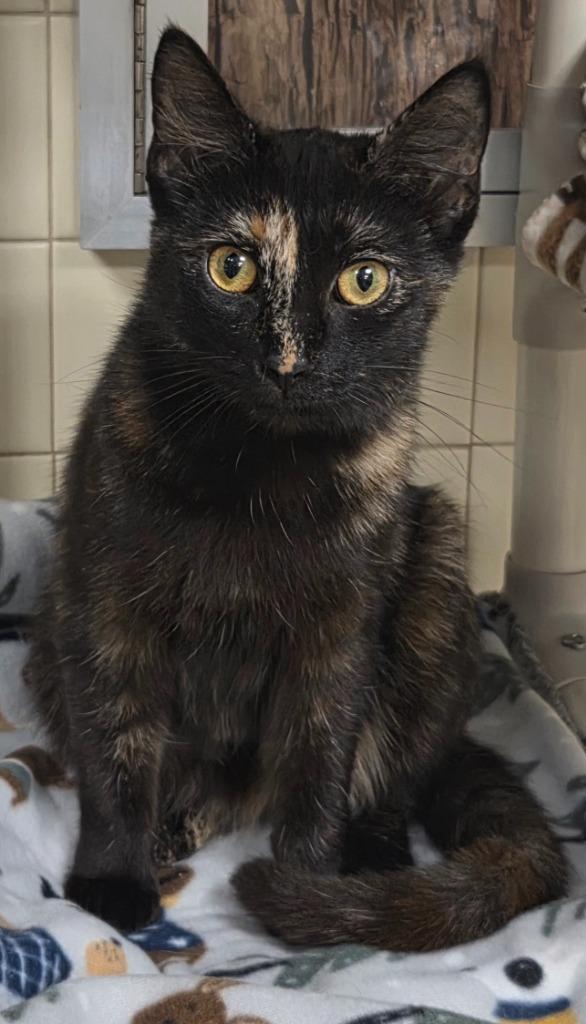 Brindle, Adoptable, Young Female Domestic Short Hair.