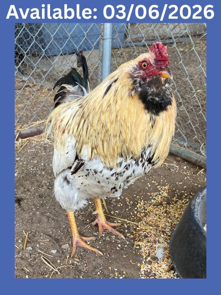 Enlarge Rooster, a Adoptable Chicken in Greenville, TX image 1/1