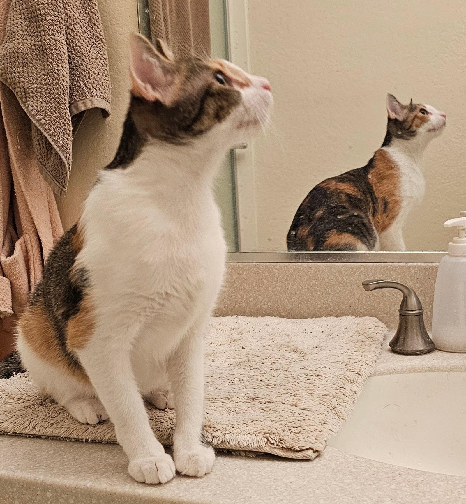 Enlarge Toyota, a Adopted Domestic Short Hair in Mission Viejo, CA image 1/2
