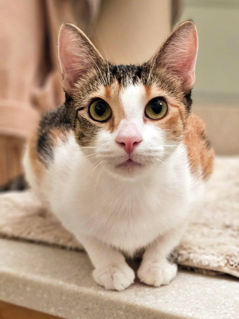 Enlarge Toyota, a Adopted Domestic Short Hair in Mission Viejo, CA image 2/2
