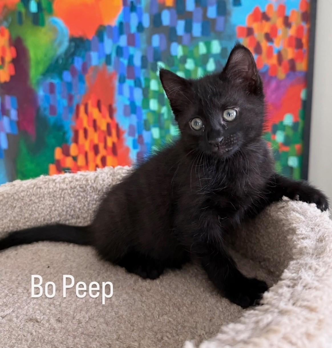 Enlarge Bo Peep, a Adoptable Domestic Medium Hair in Asbury Park, NJ image 2/2