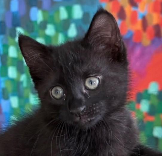Enlarge Bo Peep, a Adoptable Domestic Medium Hair in Asbury Park, NJ image 1/2