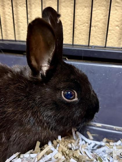 Enlarge Heart, a Adoptable mixed breed in Wichita, KS image 2/2