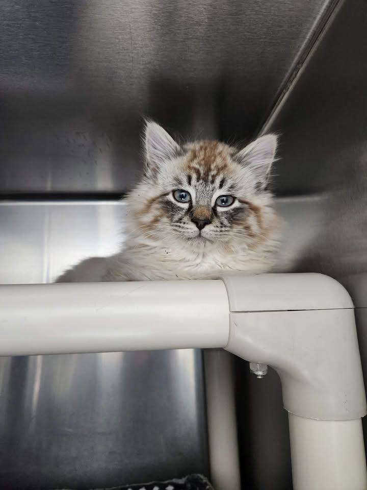 Curio, adopted, Kitten Male Domestic Long Hair.