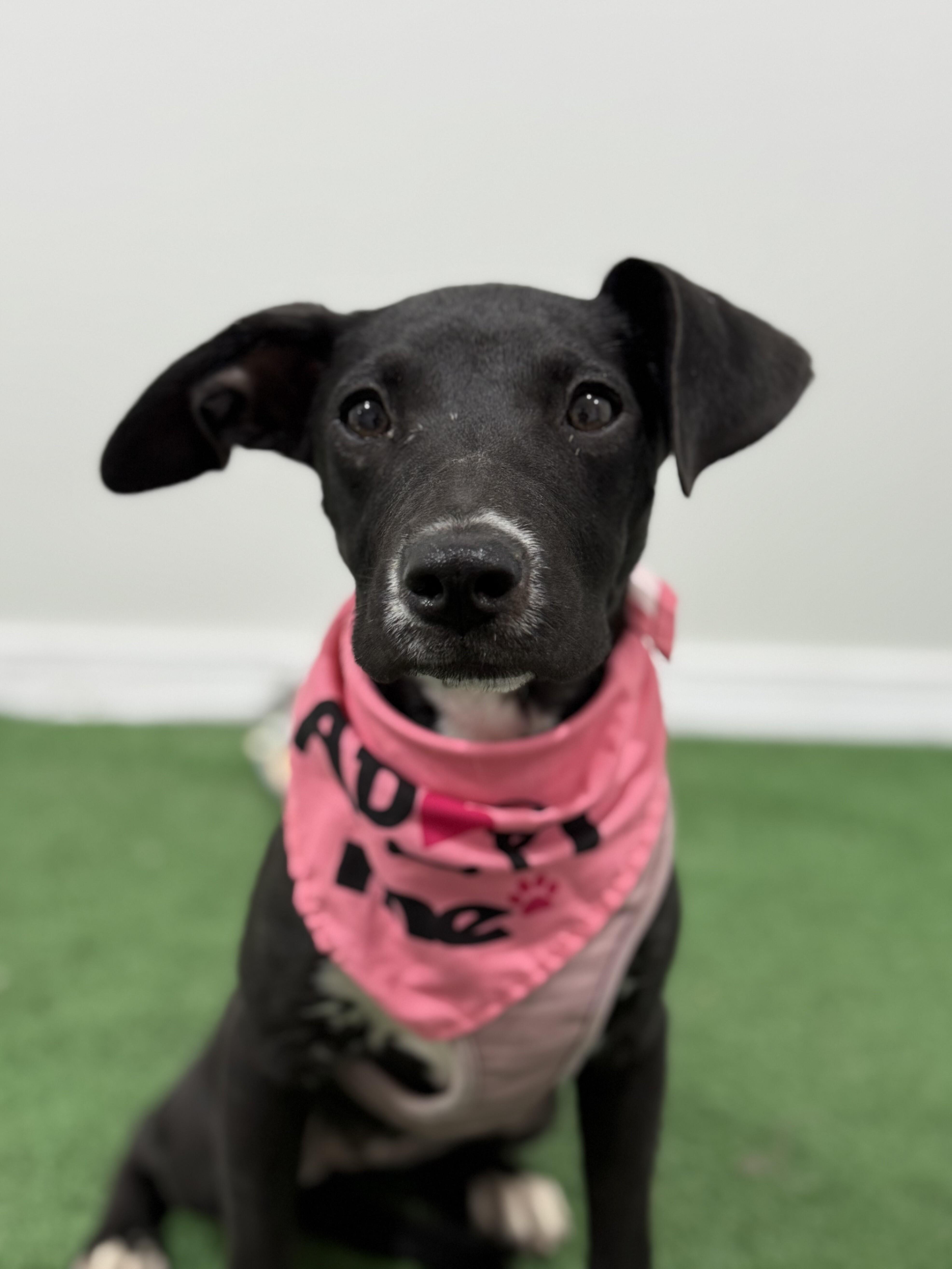 Enlarge Sadie, a Adoptable mixed breed in Los Angeles, CA image 1/1