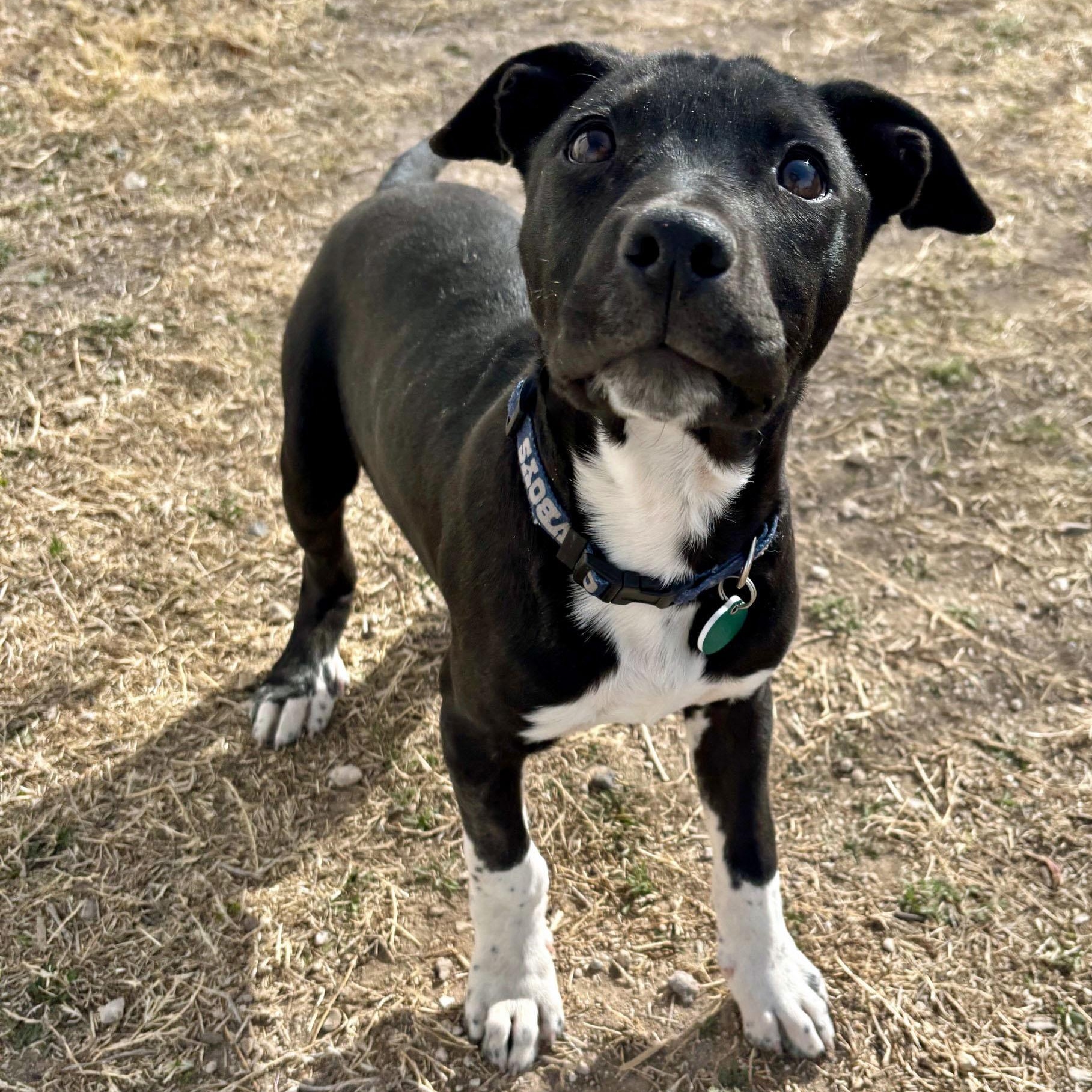 Lincoln, ADOPTABLE, Puppy Male Pit Bull Terrier.