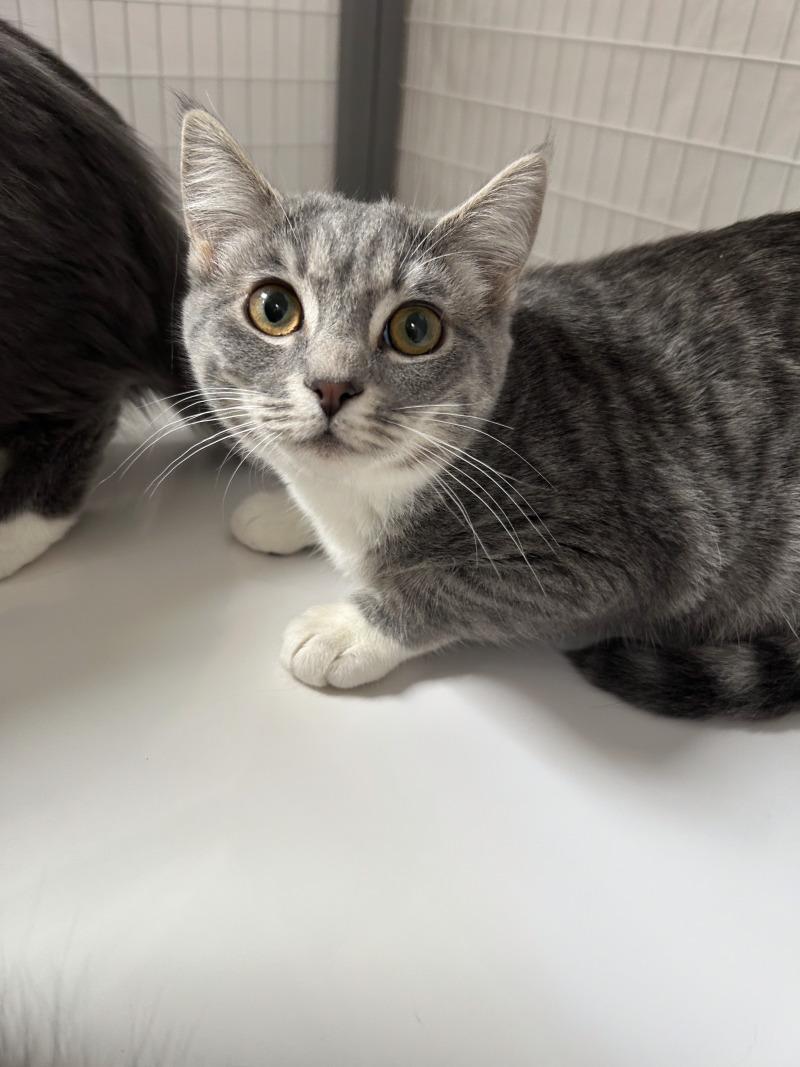 Enlarge Lady, a Adoptable Domestic Short Hair in Diamond Springs, CA image 1/1