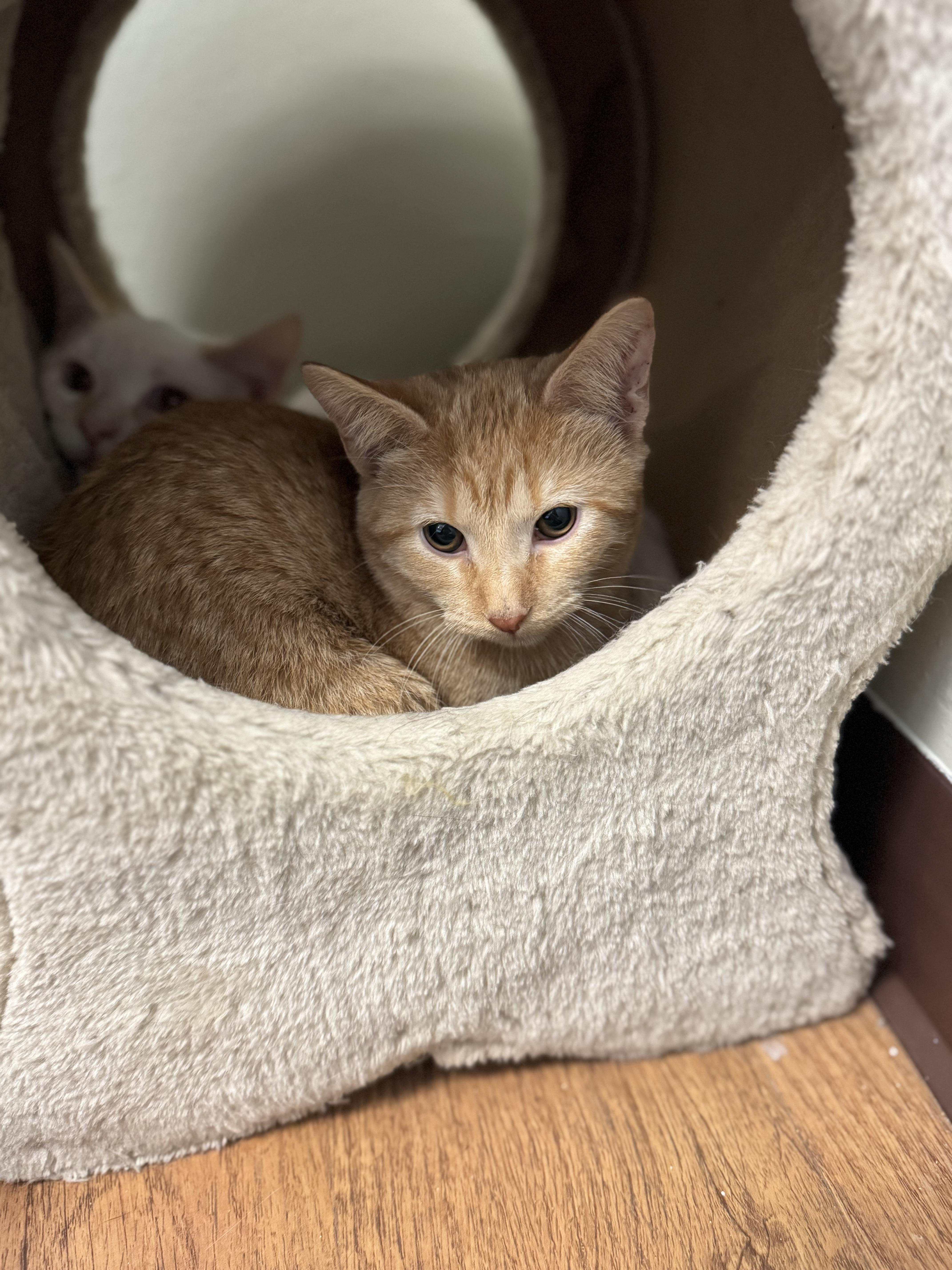 Macy, ADOPTABLE, Young Female Domestic Short Hair.