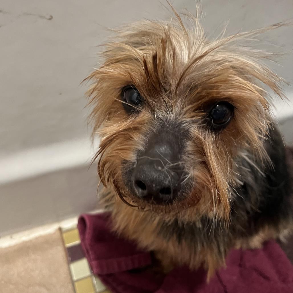 Adele, Adoptable, Adult Female Yorkshire Terrier.