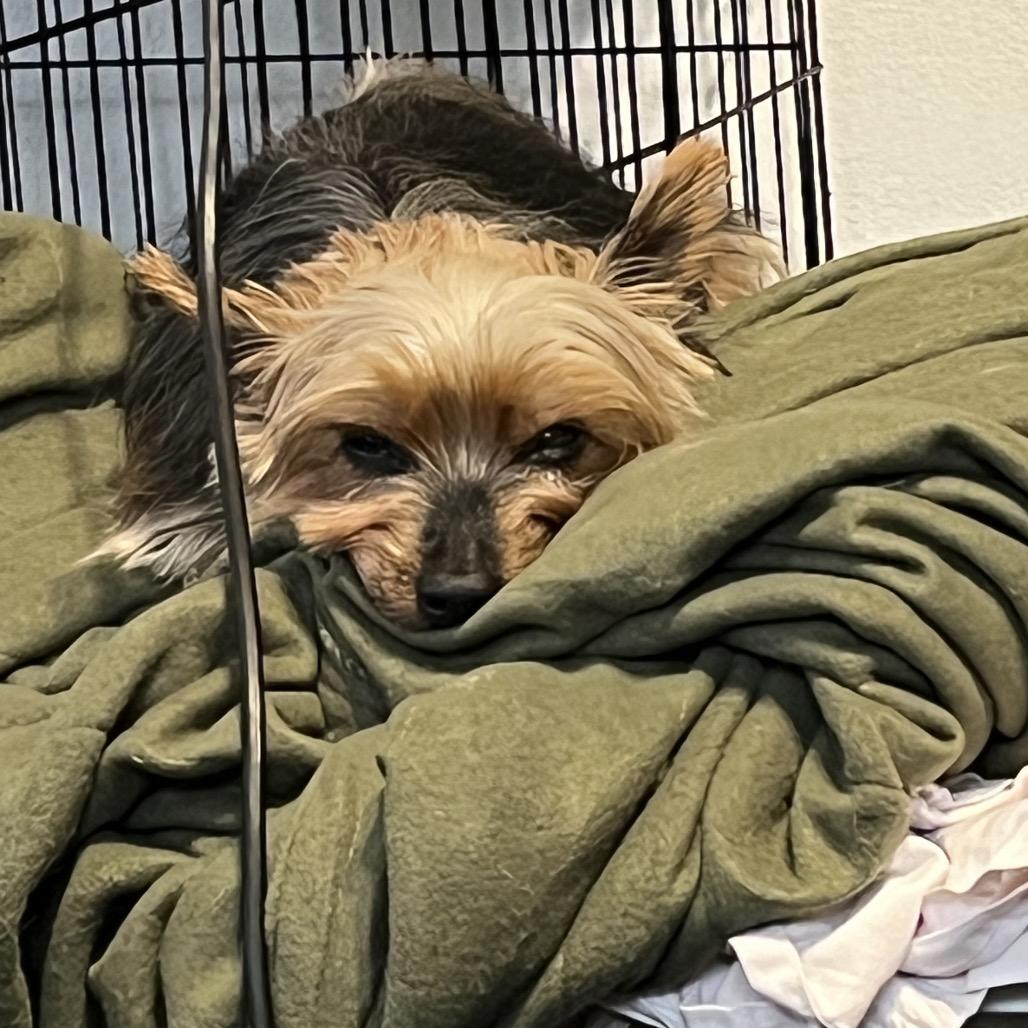 Enlarge Adele, a Adoptable Yorkshire Terrier in Farmersville, OH image 2/6