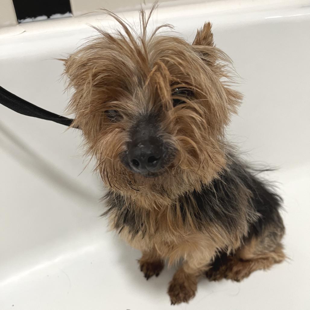 Enlarge Adele, a Adoptable Yorkshire Terrier in Farmersville, OH image 2/3