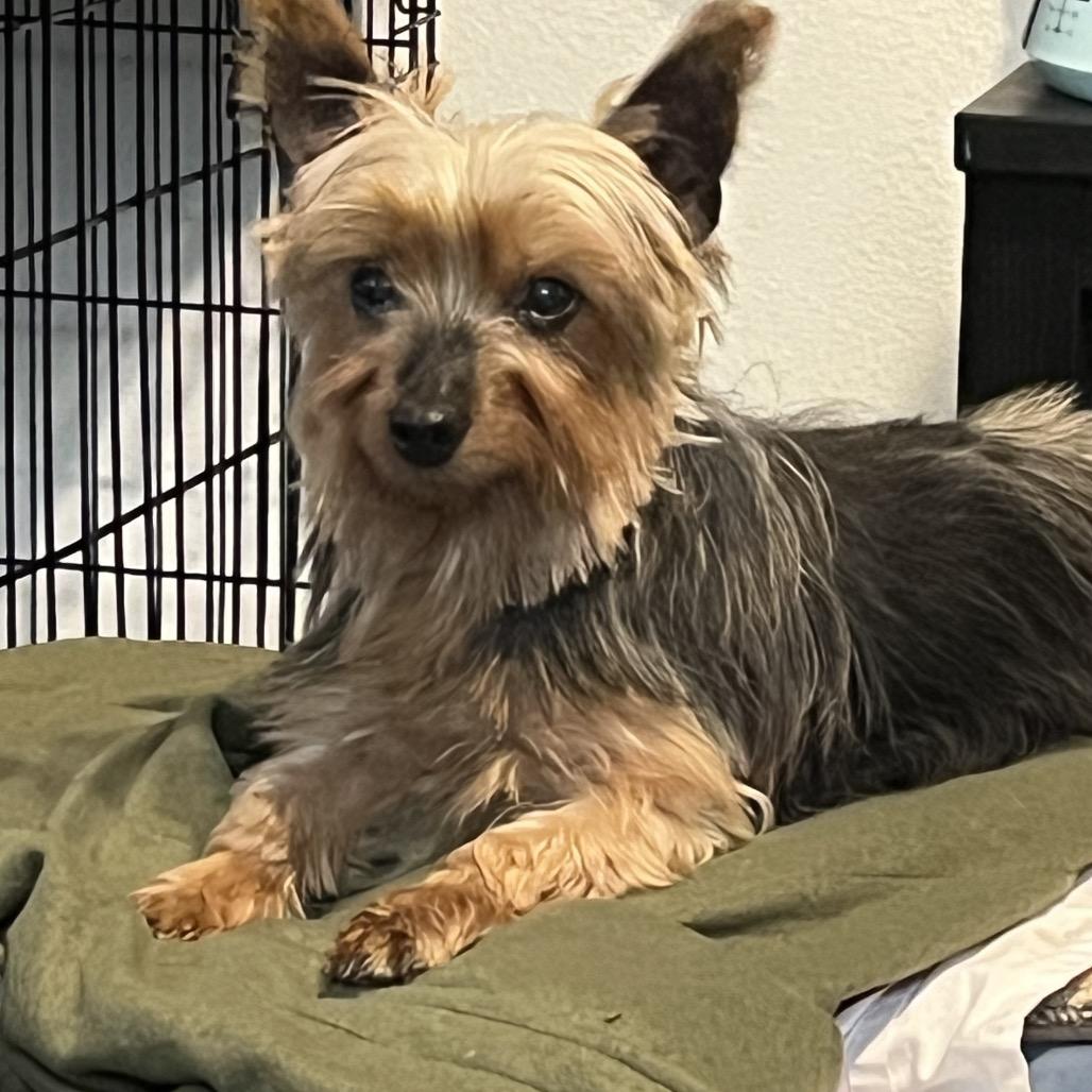 Enlarge Adele, a Adoptable Yorkshire Terrier in Farmersville, OH image 4/6