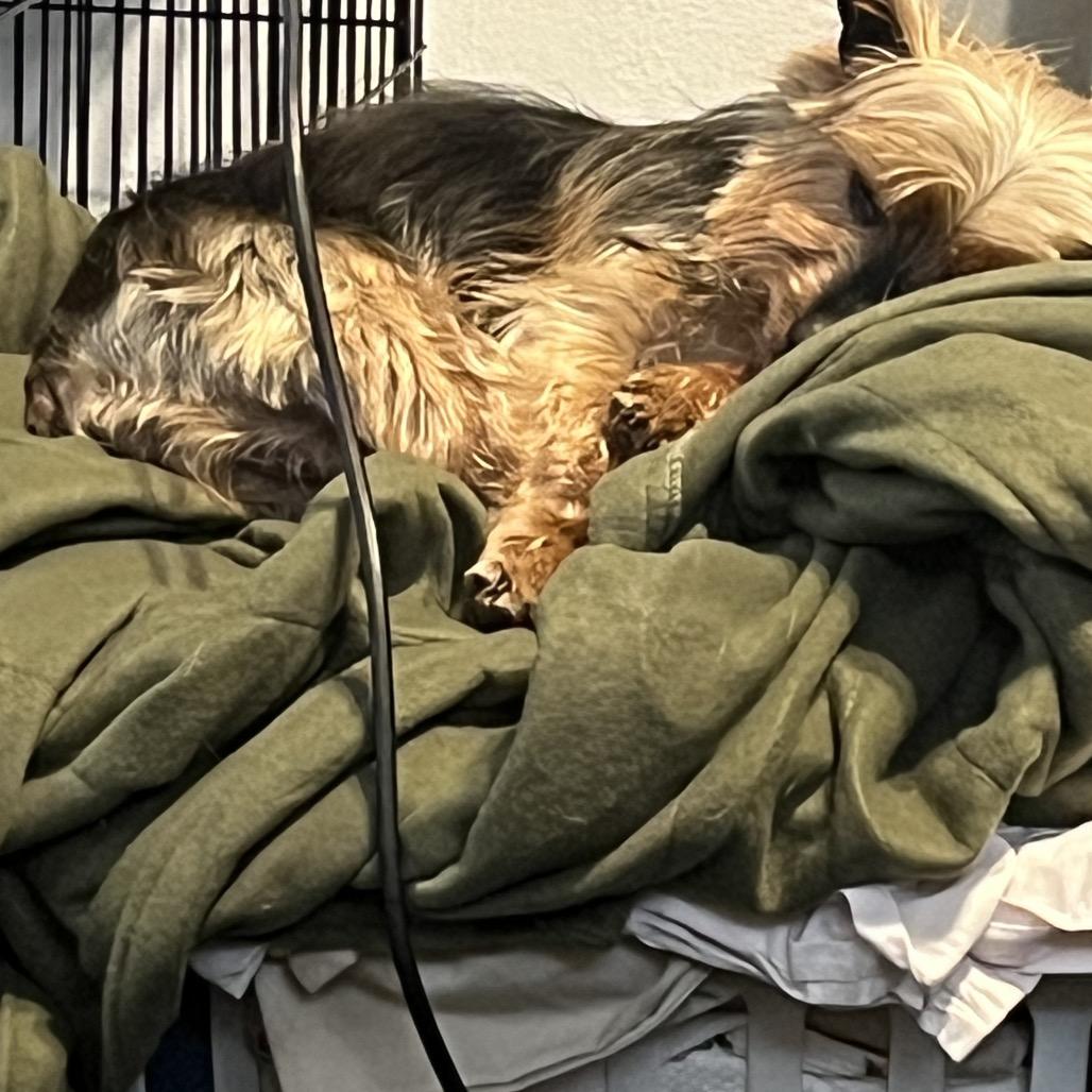 Enlarge Adele, a Adoptable Yorkshire Terrier in Farmersville, OH image 5/6