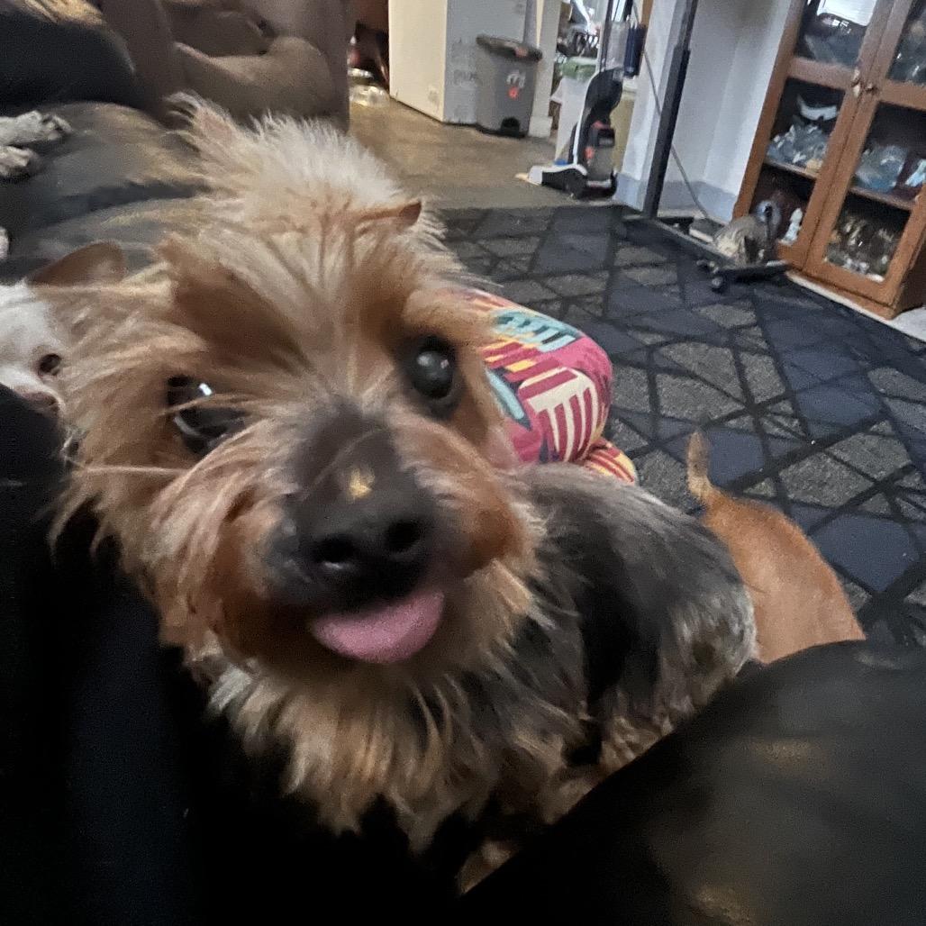 Enlarge Adele, a Adoptable Yorkshire Terrier in Farmersville, OH image 3/3