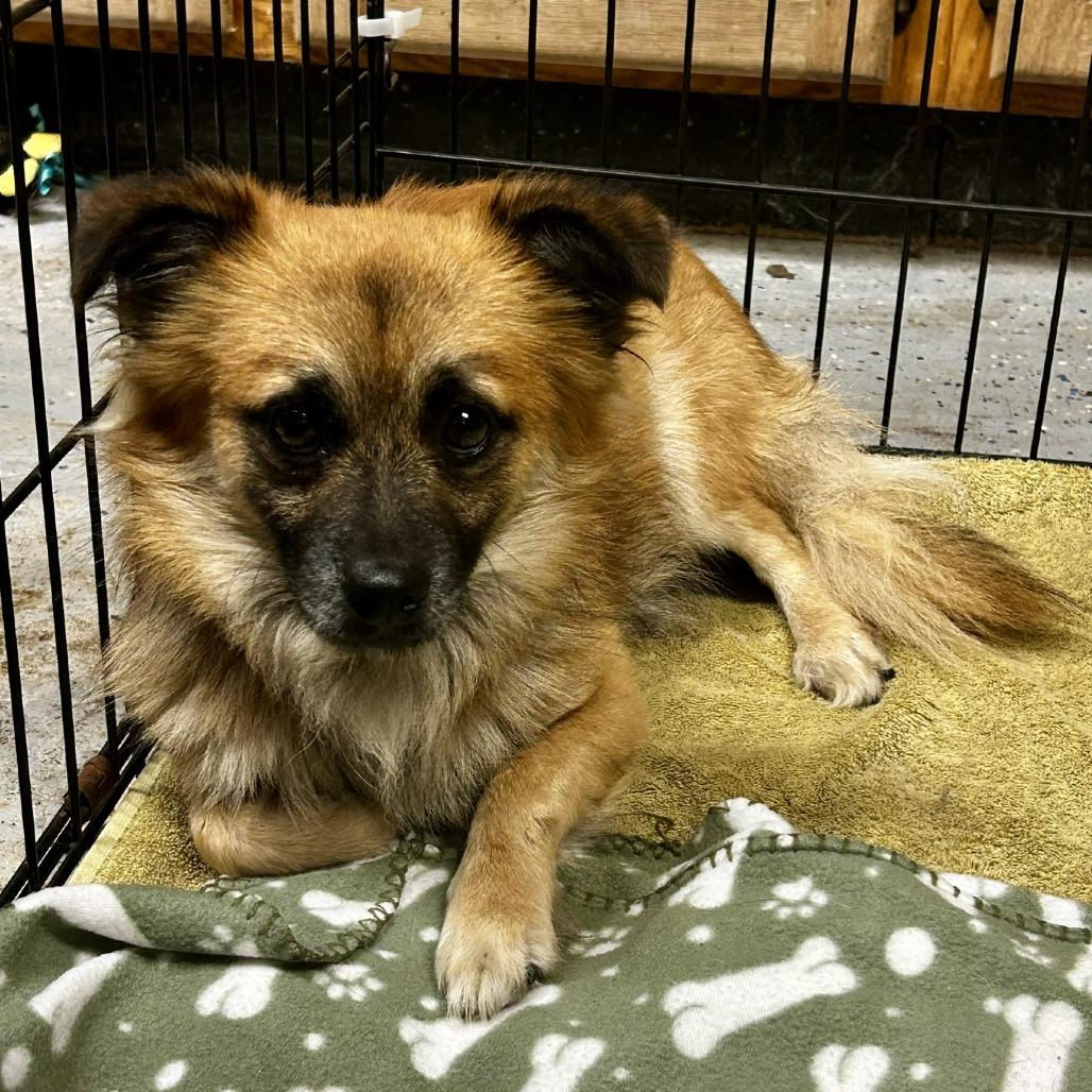 Enlarge D26-055 Nemo, a Adoptable mixed breed in Franklin, PA image 1/1