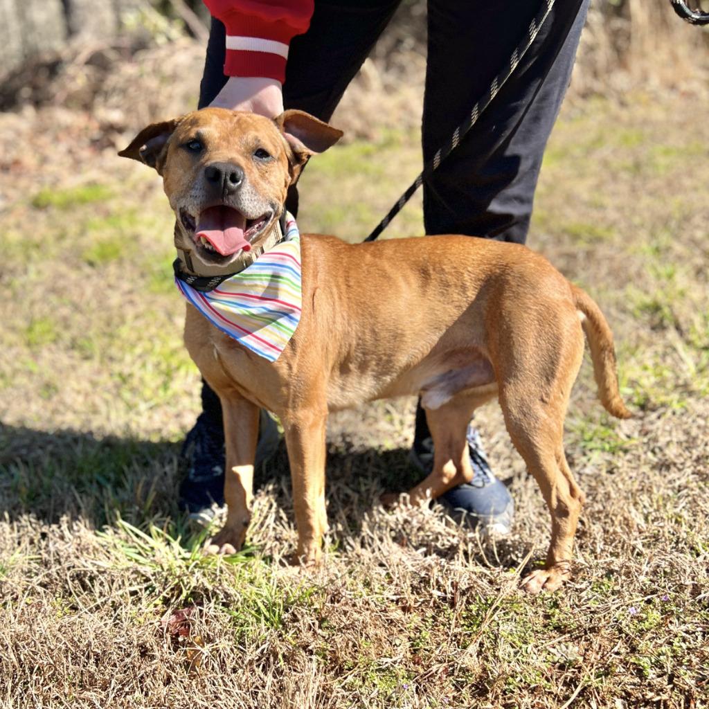 Enlarge Scooby, a Adoptable mixed breed in Ellijay, GA image 1/1