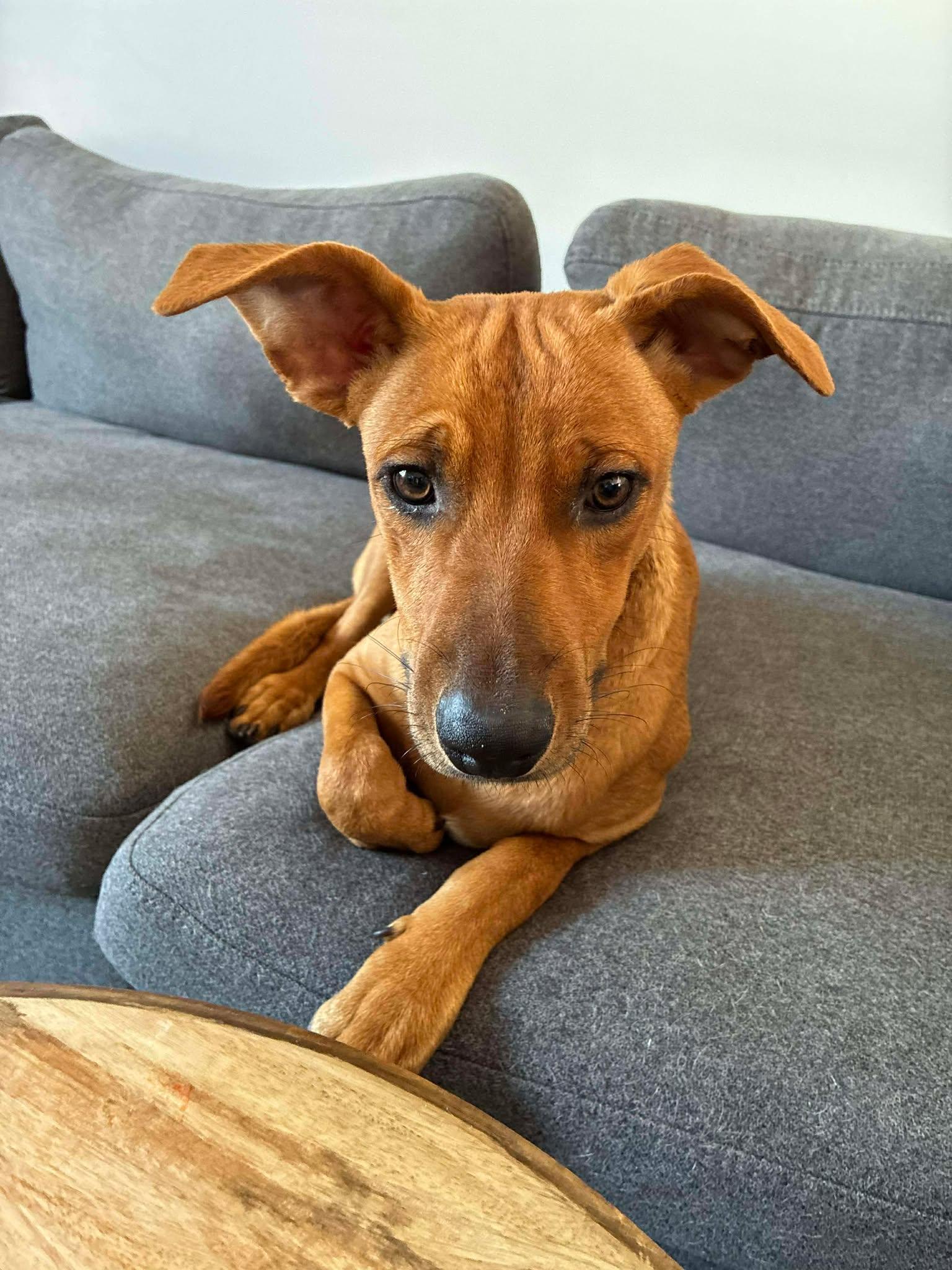 Enlarge Maple, a ADOPTABLE Mixed Breed in Gloucester, ON image 1/2
