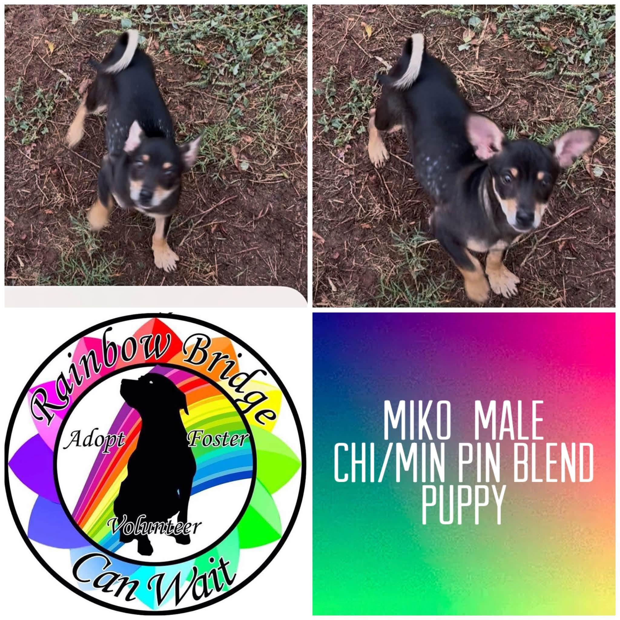 Enlarge Miko, a Adoptable mixed breed in Carnegie, OK image 1/1