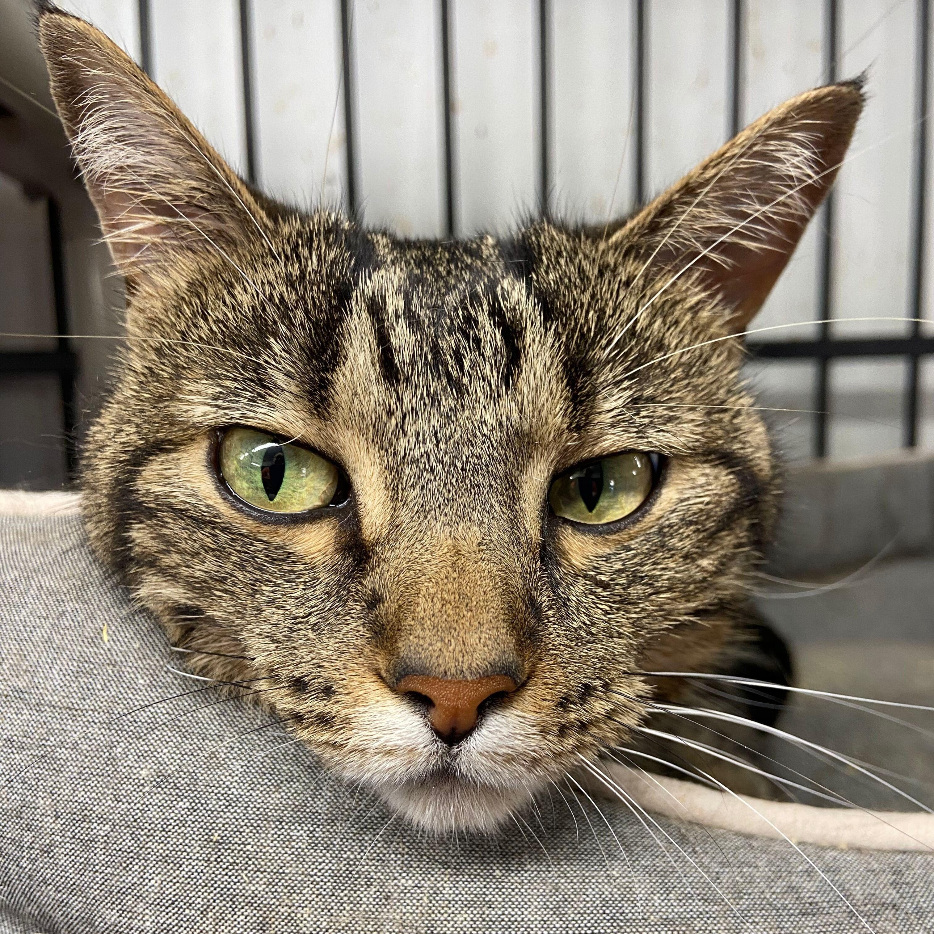 Enlarge Diamond, a Adoptable American Shorthair in Peru, IN image 1/5