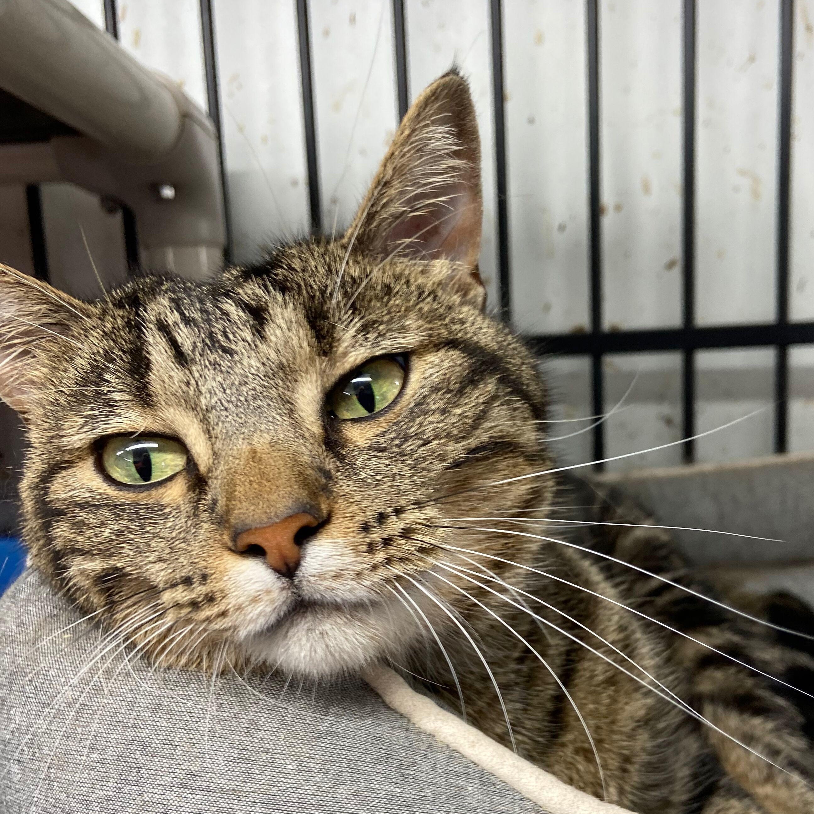 Enlarge Diamond, a Adoptable American Shorthair in Peru, IN image 2/5