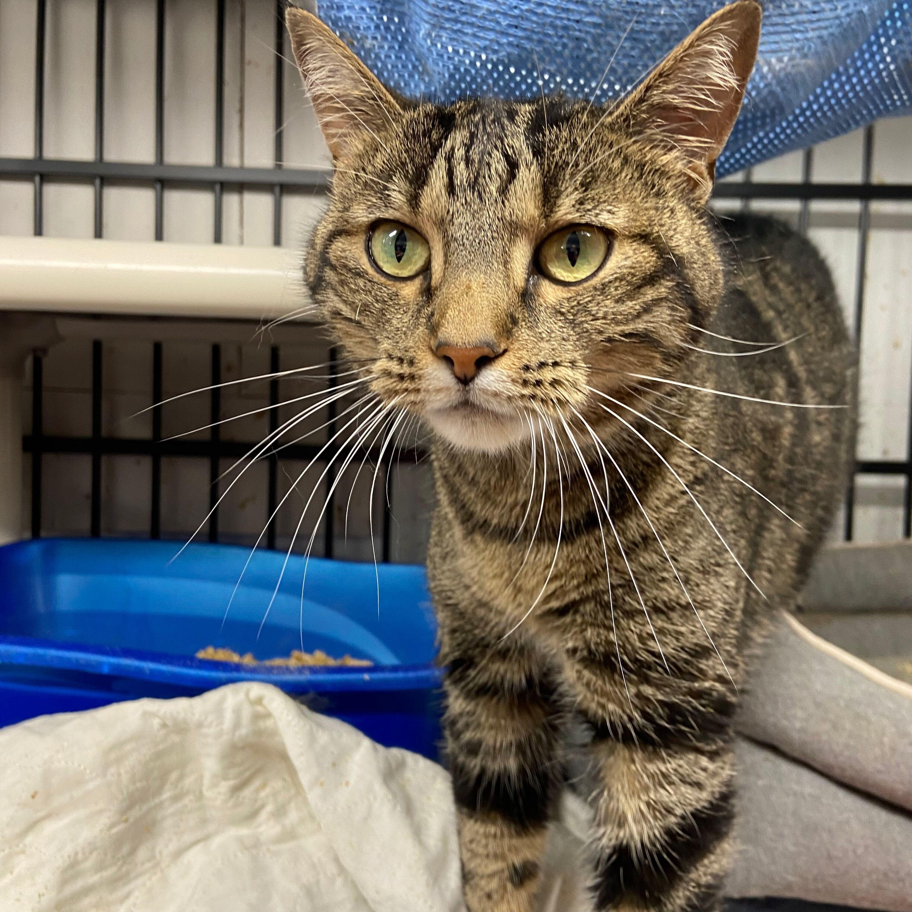 Enlarge Diamond, a Adoptable American Shorthair in Peru, IN image 4/5