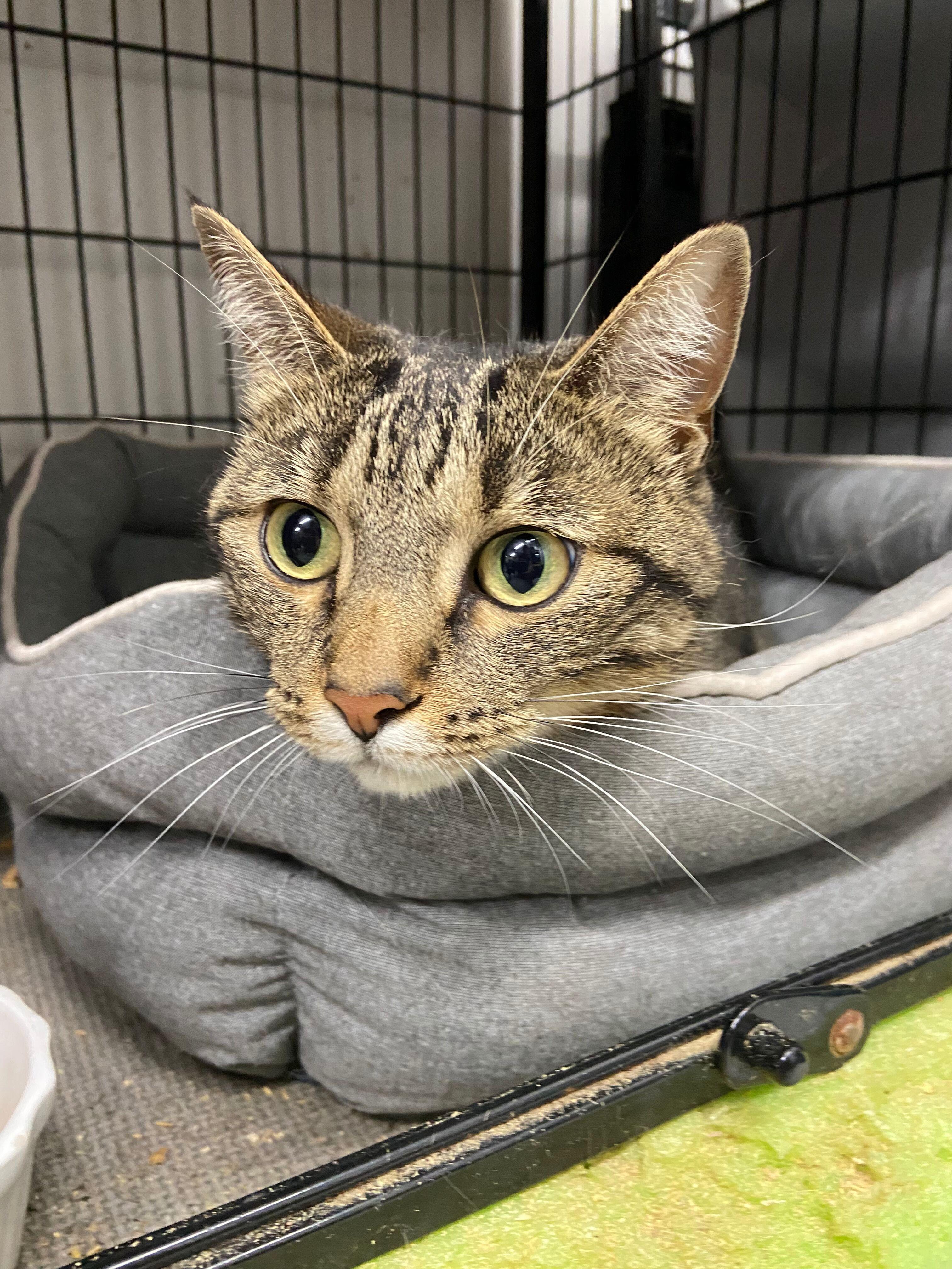 Enlarge Diamond, a Adoptable American Shorthair in Peru, IN image 5/5