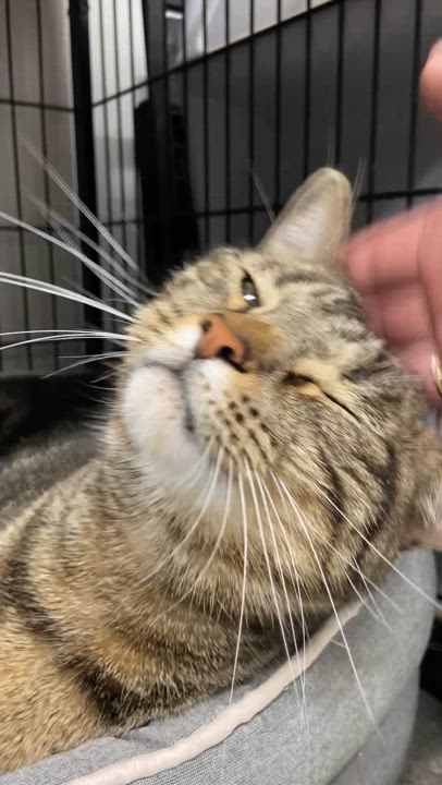 Enlarge Diamond, a Adoptable American Shorthair in Peru, IN video 3/5