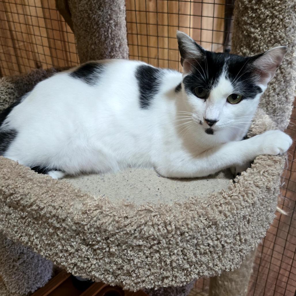 Enlarge Dot, a Adoptable mixed breed in Tylertown, MS image 1/2