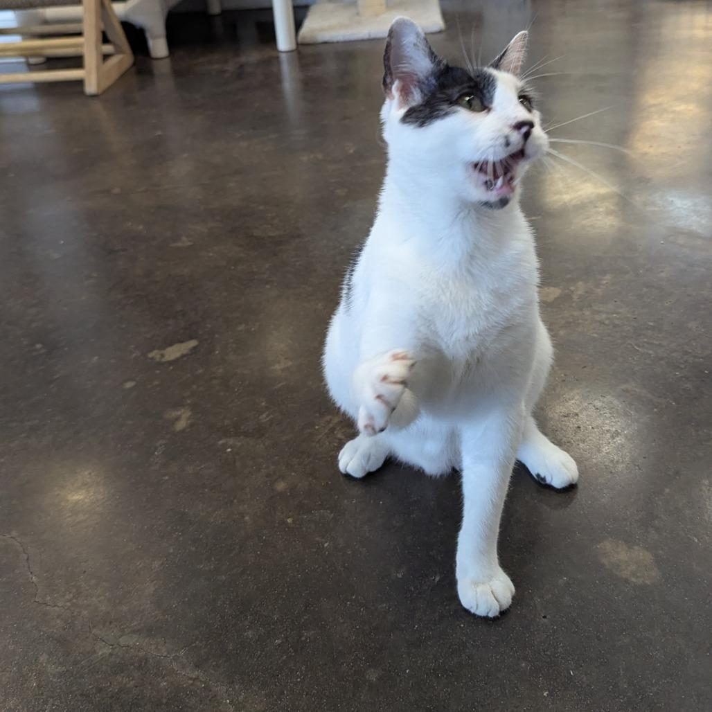 Enlarge Dot, a Adoptable mixed breed in Tylertown, MS image 2/2