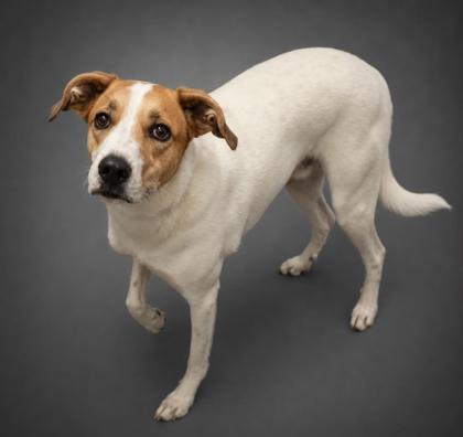 Enlarge Draco-SPONSORED!, a Adoptable mixed breed in Bowling Green, KY image 1/1