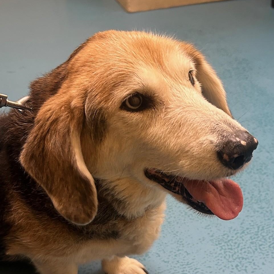 Enlarge Daisy, a ADOPTABLE mixed breed in Irmo, SC image 2/2