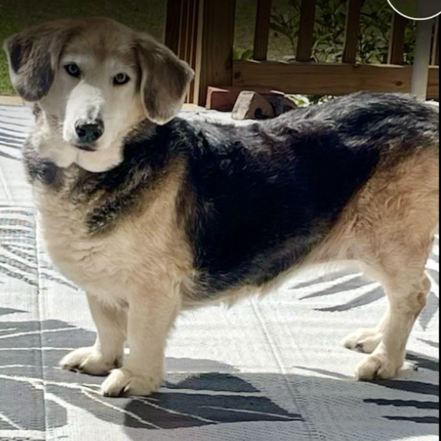 Daisy, ADOPTABLE, Senior Female Beagle & Basset Hound.