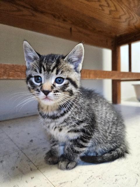 Enlarge Ray, a Adopted mixed breed in Barron, WI image 1/1