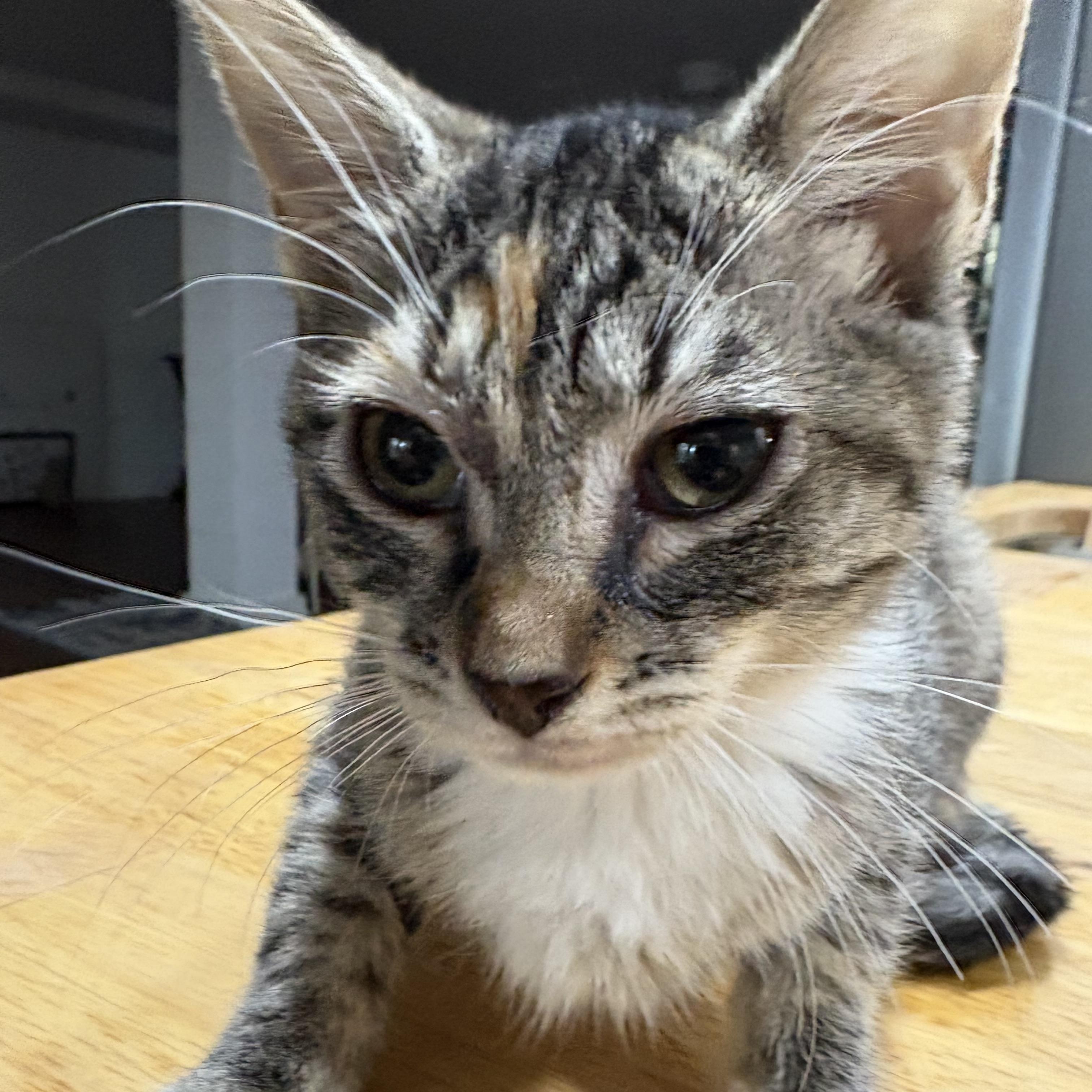 Enlarge Honey, an adoptable Domestic Short Hair in Beaufort, SC image 4/5