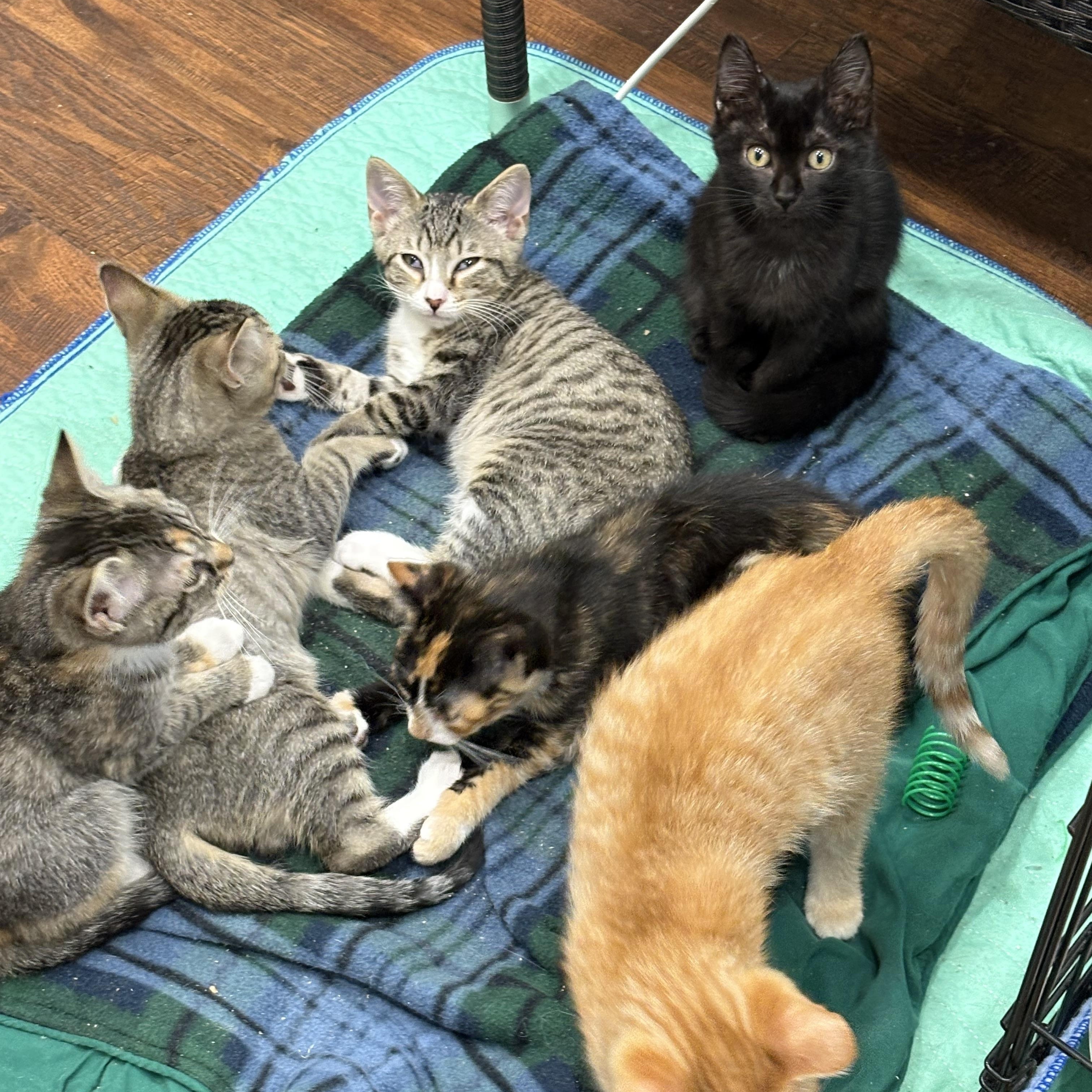 Enlarge Honey, an adoptable Domestic Short Hair in Beaufort, SC image 2/5