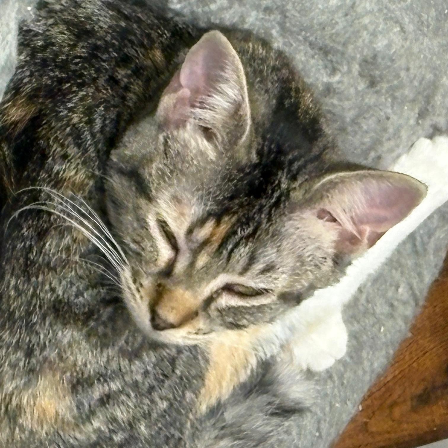 Enlarge Honey, an adoptable Domestic Short Hair in Beaufort, SC image 5/5