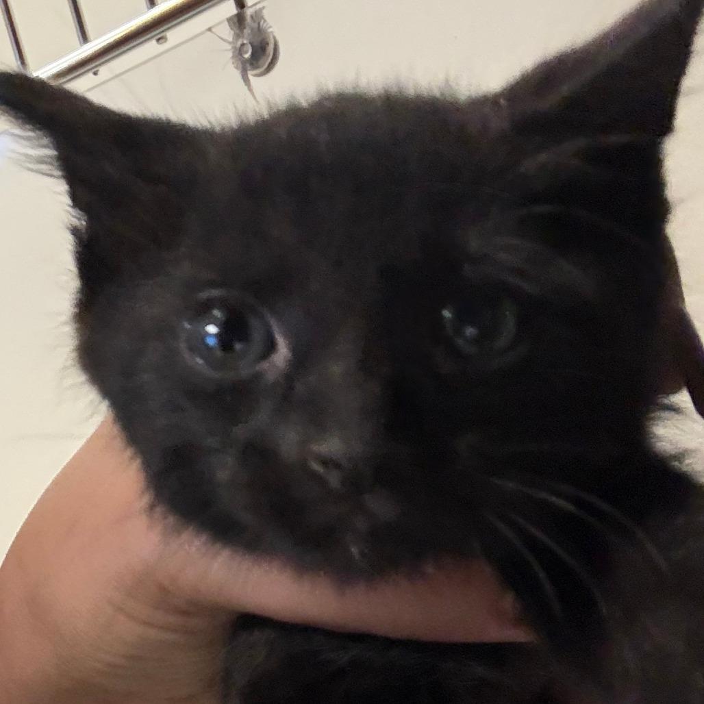Enlarge Eileen - 050710U, a Adoptable Domestic Short Hair in Tupelo, MS image 1/1