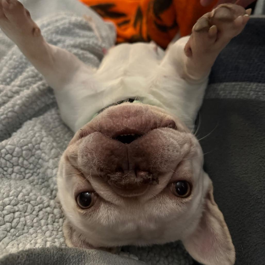 Enlarge Snow Bunny, a Adoptable French Bulldog in Huber Heights, OH image 1/3